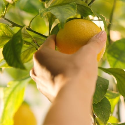 lemon picking